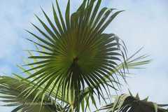 Sabal palmetto